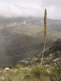 View of the trail-head from about 1000 feet above.